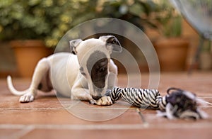 Cute pet whippet puppy playing outdoors