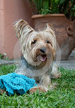 Cute pet Yorky , looking at the camera, smiling and playing with his blanket.