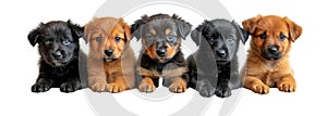 Cute pets domestic animals, puppies and kittens in a row isolated on white transparent