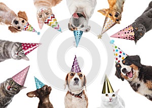 Cute pets with party hats on white background, collage