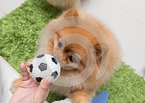 Cute pets pomeranian dog happy playing ball