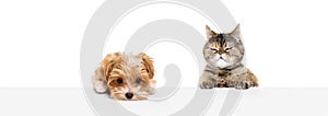 Portrait of beautiful cat and purebred dog isolated on white background. Concept of animal life, friendship, interplay