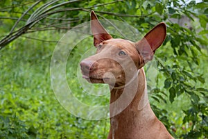 Cute pharaoh hound close up. Kelb tal-Fenek or rabbit dog.