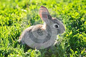 Cute photo of a grey rabbit sitting calmly in a grass