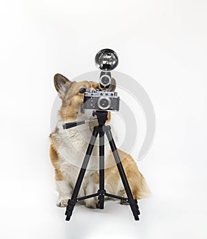 Cute photographer dog corgi standing on a white background in the studio and looking into a retro camera on a tripod
