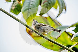 Cute Phylloscopus reguloides Blyth's leaf warbler bird in the forest