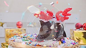 A cute pig with christmas deer horns lies at basket