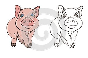 Cute pig in color and black and white