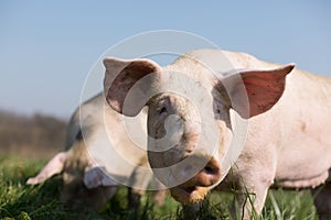 Cute pig in grass