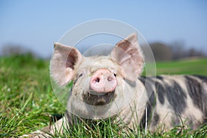 Cute pig in img