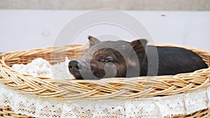 A cute pig lie at basket