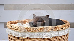 A cute pig lie at basket