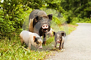 Cute pig with piglets on countryside road