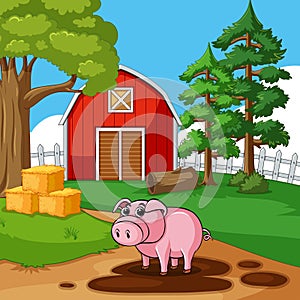 Cute pig playing mud in the farm
