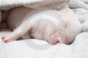 Cute pig sleeps on a striped blanket. Christmas pig