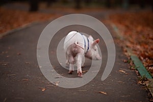 Cute pig walking in the autumn forest