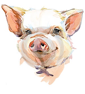 Cute pig watercolor illustration. domestic animals series