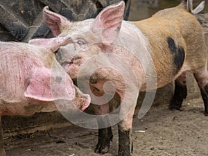 Cute pig whispering secrets to other pig