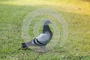 Cute pigeon on grass, cute brid