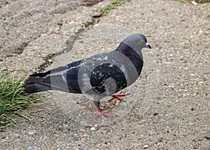 A cute pigeon on the street.