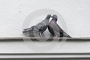 Cute pigeons dove playing kissing, on a house
