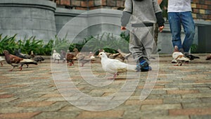 Cute pigeons walking on the road