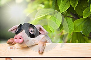 Cute piglet animal in aviator glasses hanging on a