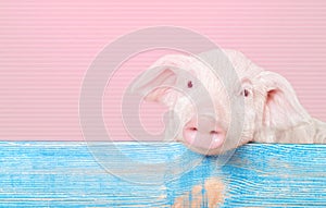 Cute piglet animal hanging on a fence