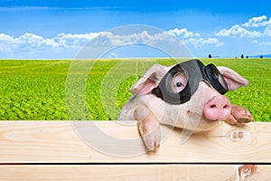 Cute piglet animal hanging on a fence