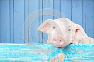 Cute piglet animal hanging on a fence