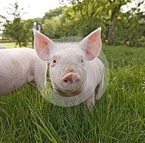 Cute Piglet Close Up