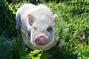 Cute piglet in green grass