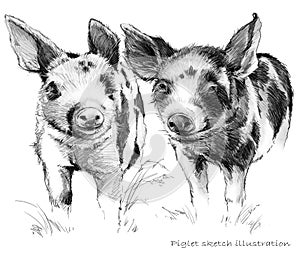Cute piglet. Pig pencil sketch illustration
