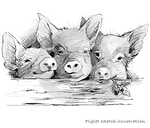 Cute piglet. Pig pencil sketch illustration