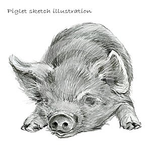 Cute piglet. Pig pencil sketch illustration