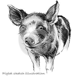 Cute piglet. Pig pencil sketch illustration