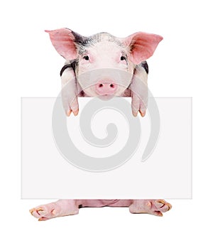 Cute piglet sitting with a banner