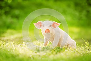 Cute piglet sitting on a green field. Funny animals emotions.