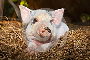 Cute piglet in the straw.