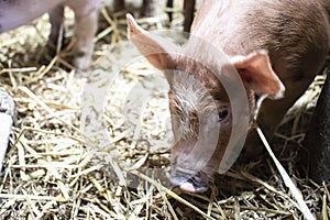 Cute piglet on a yellow straw floor