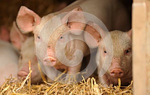 Cute piglets