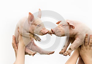 Cute piglets