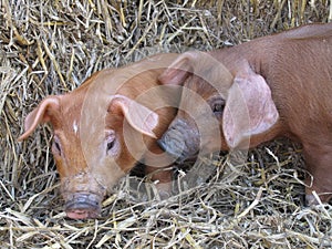 Cute piglets