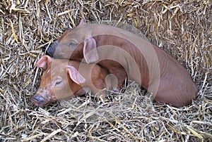 Cute piglets