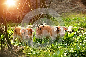 Cute piglets in countryside