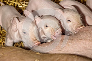 Cute piglets drinking from mother pig`s teat, teat in mouth and suckle