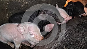 Cute piglets on the farm. Little swines