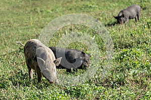 Cute piglets feeding in green grass, eco farming