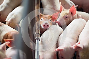 Cute Piglets in the pig farm