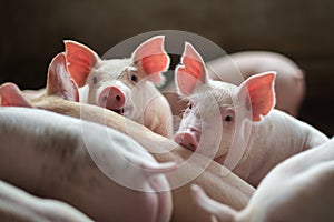 Cute Piglets in the pig farm